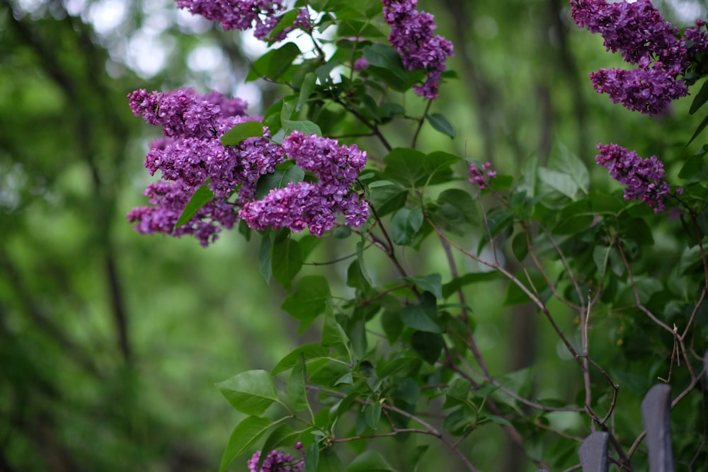 a bunch of purple flowers growing on a tree