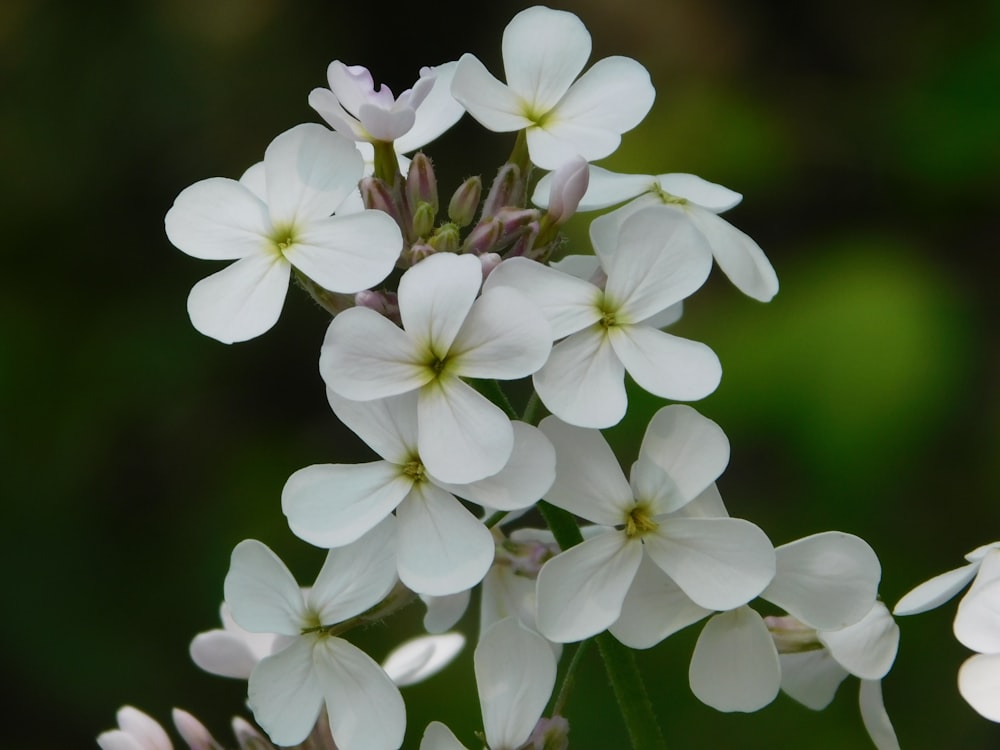 a bunch of white flowers with green leaves