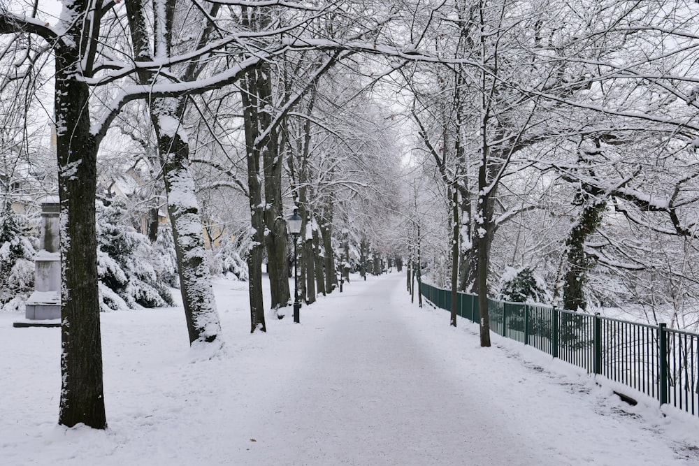 a snowy path in a park lined with trees