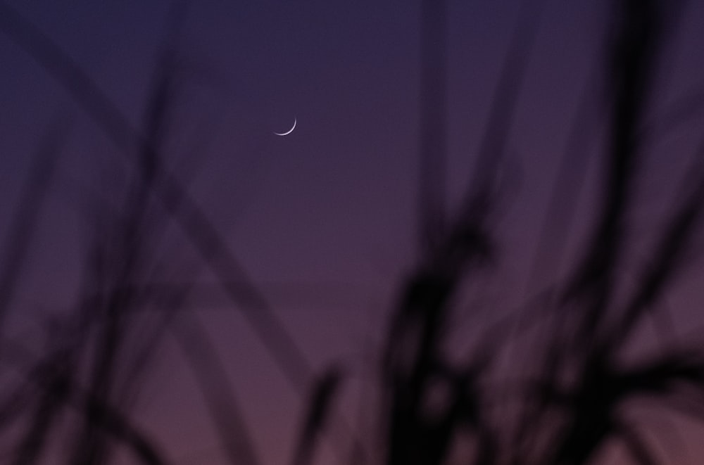 the moon is seen through the branches of a tree