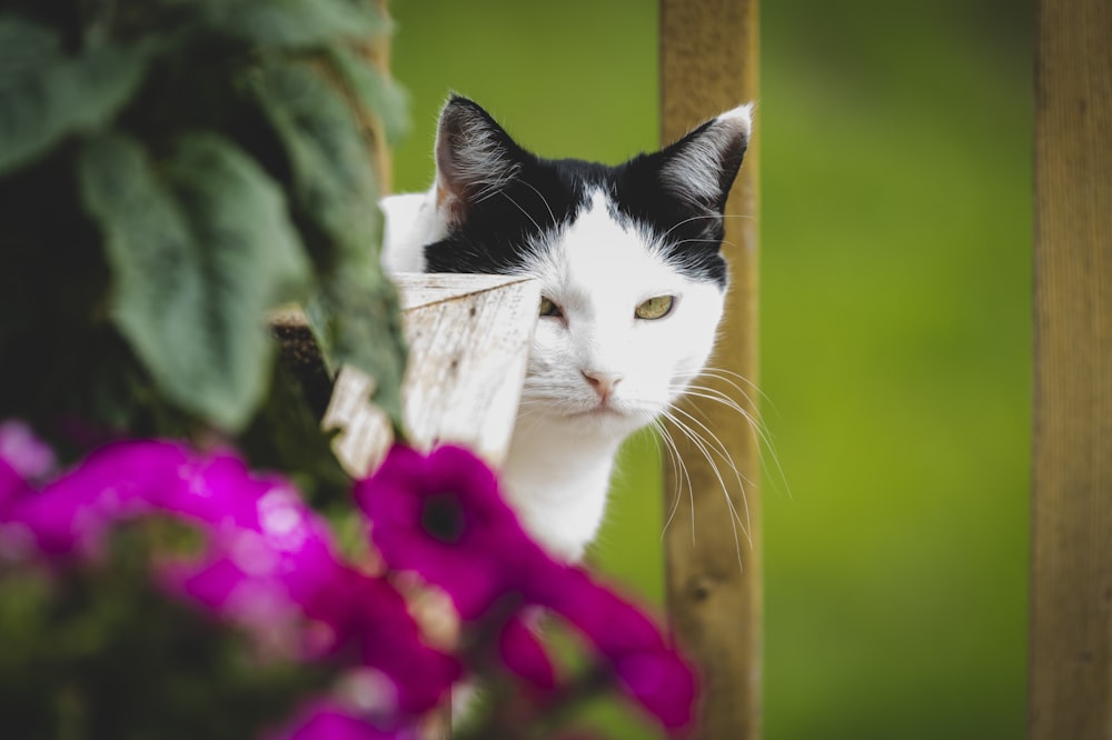 a black and white cat looking out from behind a fence