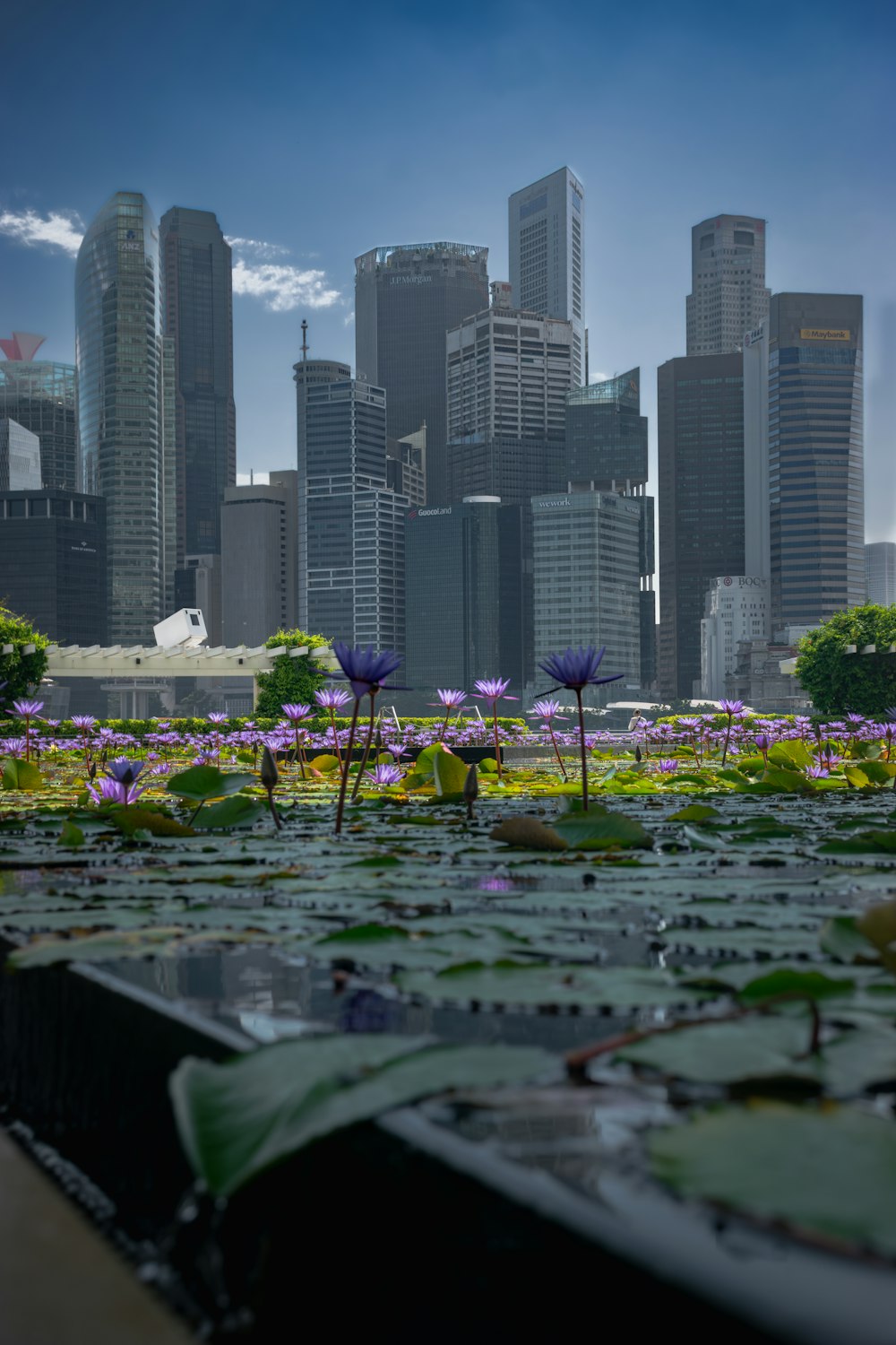 a city skyline is seen in the background with purple flowers in the foreground