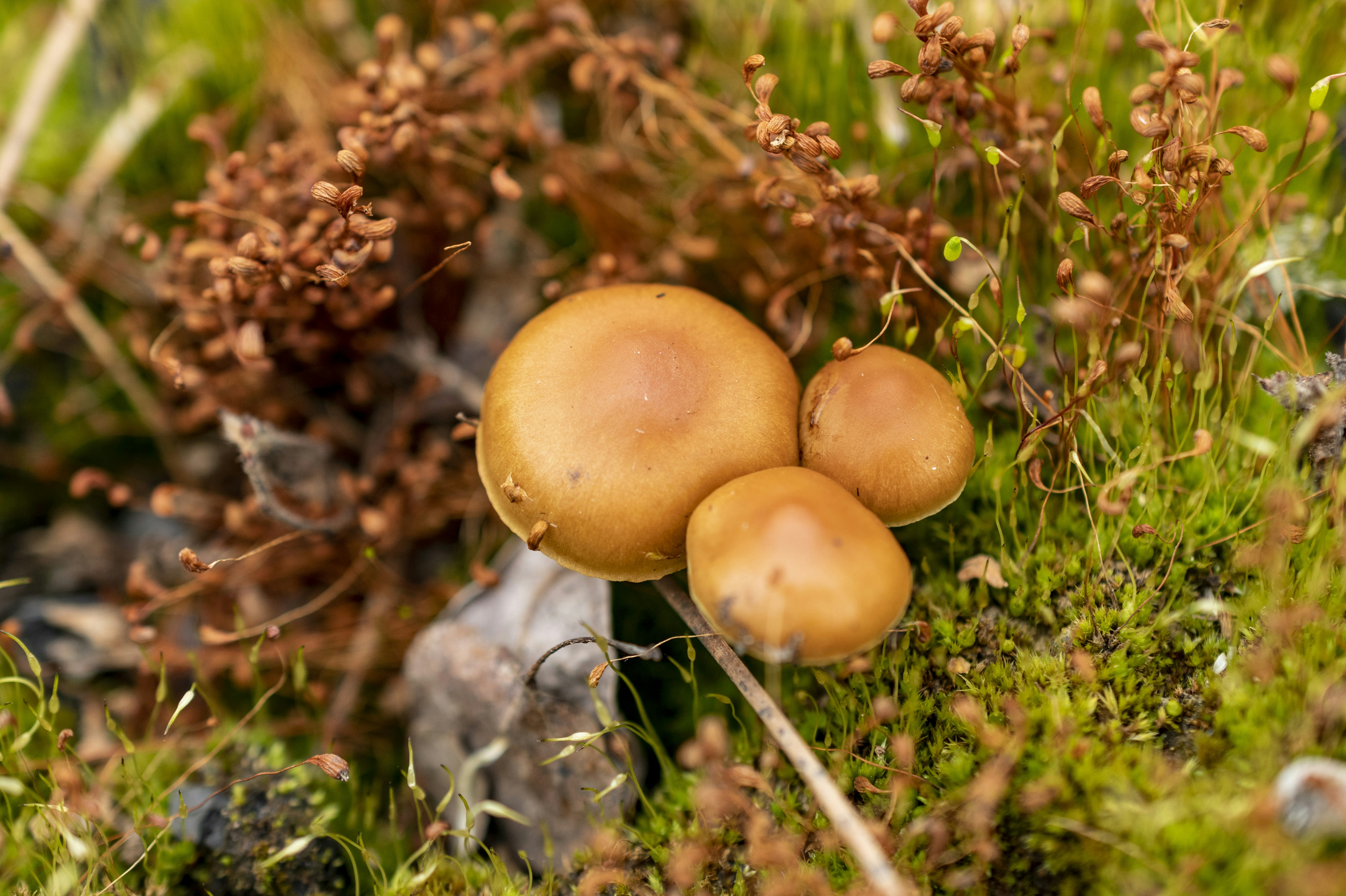 Collaborative Survival Networks (image credits: unsplash)