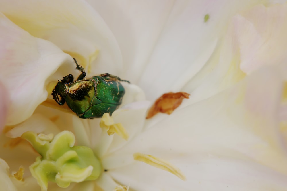 a green bug sitting on top of a white flower