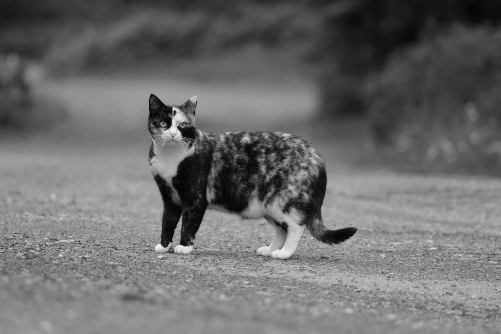 a black and white cat standing on a dirt road