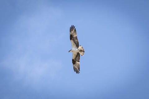 a large bird flying through a blue sky
