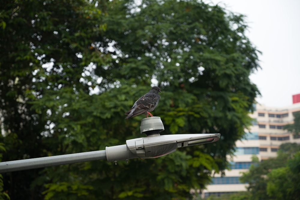 Un pájaro sentado encima de una farola