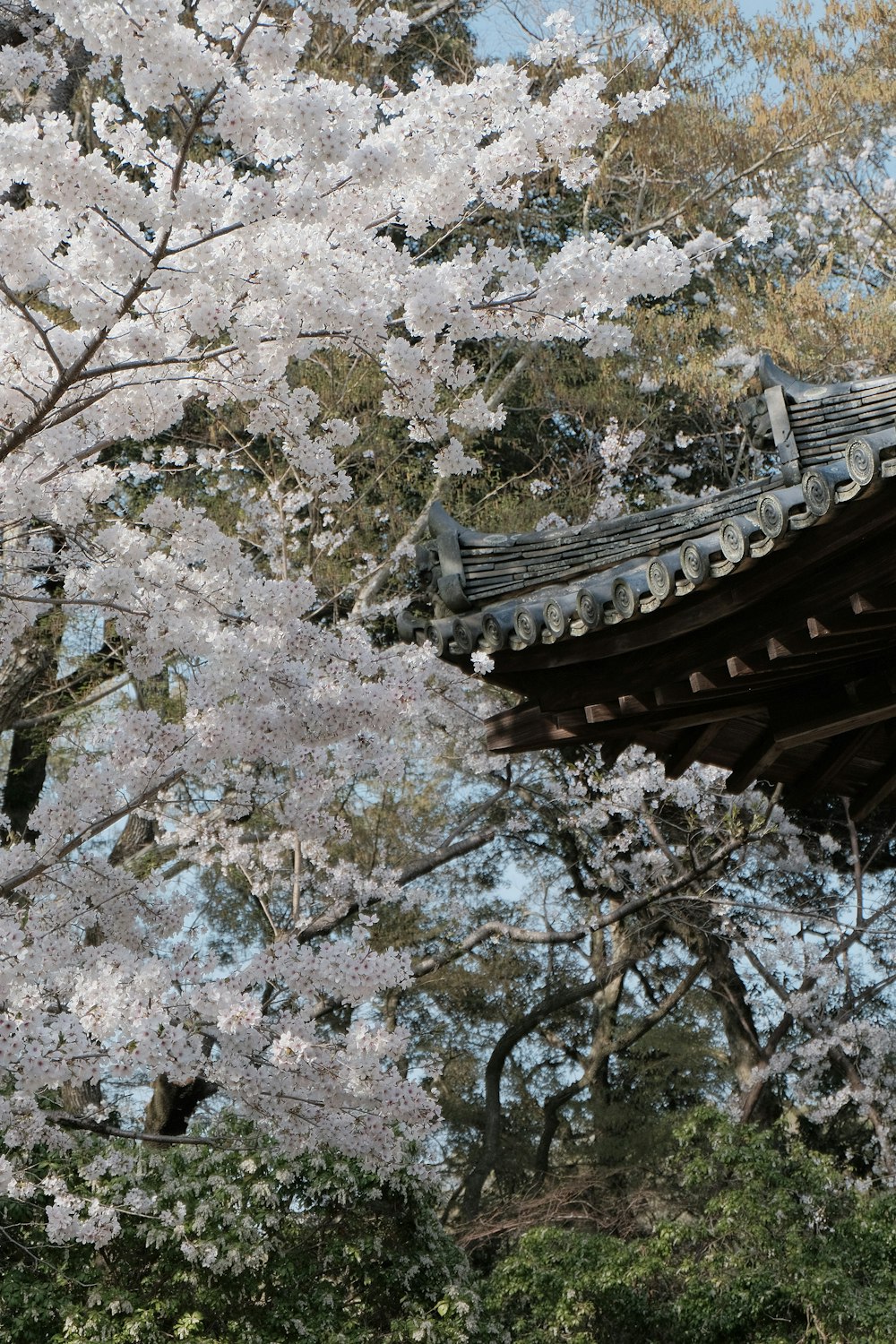 a tree with white flowers and a building with a roof