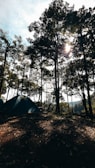 A serene campsite is nestled in a dense forest. Tall trees with lush foliage tower above, allowing dappled sunlight to filter through. A single blue tent is pitched on the earthy ground, surrounded by fallen leaves. The atmosphere suggests early morning or late afternoon light, creating a peaceful and natural setting.