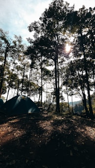 A serene campsite nestled among tall pine trees with a clear blue sky above.