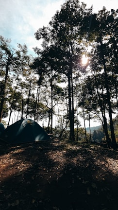 A serene campsite is nestled in a dense forest. Tall trees with lush foliage tower above, allowing dappled sunlight to filter through. A single blue tent is pitched on the earthy ground, surrounded by fallen leaves. The atmosphere suggests early morning or late afternoon light, creating a peaceful and natural setting.