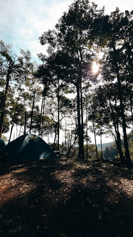 A serene campsite is nestled in a dense forest. Tall trees with lush foliage tower above, allowing dappled sunlight to filter through. A single blue tent is pitched on the earthy ground, surrounded by fallen leaves. The atmosphere suggests early morning or late afternoon light, creating a peaceful and natural setting.