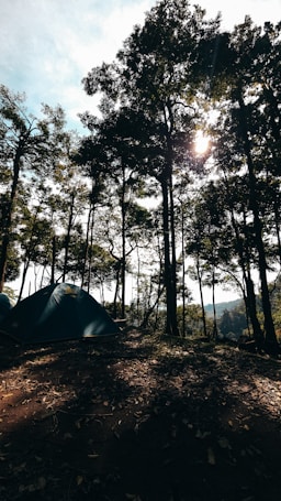 A serene campsite is nestled in a dense forest. Tall trees with lush foliage tower above, allowing dappled sunlight to filter through. A single blue tent is pitched on the earthy ground, surrounded by fallen leaves. The atmosphere suggests early morning or late afternoon light, creating a peaceful and natural setting.