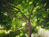 a tree with lots of green leaves on it