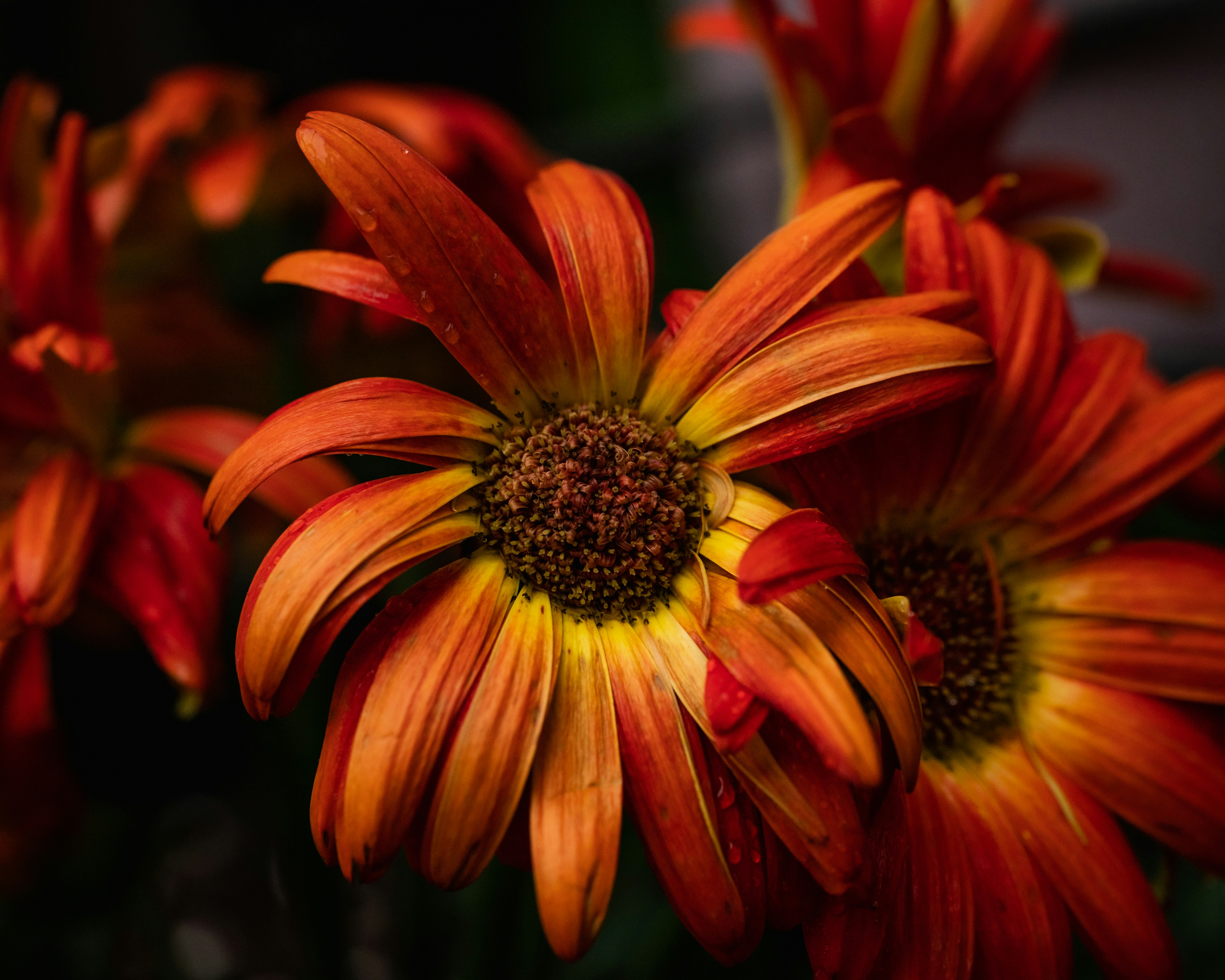 Photo by nickybertrand