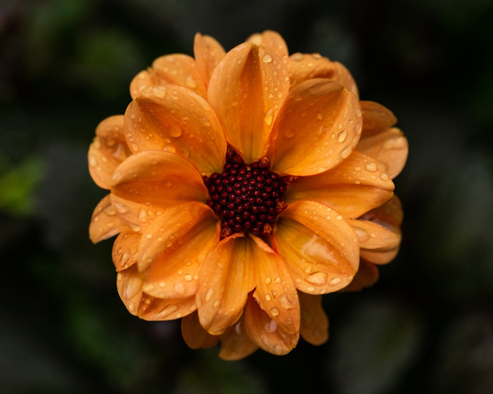 a yellow flower with water droplets on it