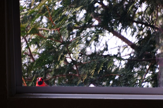 A vibrant red bird perches outside a window, set against a backdrop of lush green foliage from trees. The contrast between the bird's vivid red feathers and the natural greens creates a striking visual. The window frame adds a geometric element to the composition.