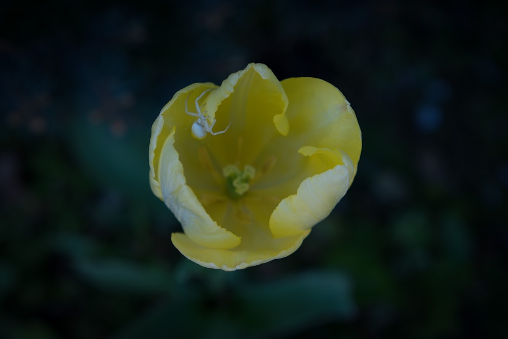 Nahaufnahme einer gelben Blume auf dunklem Hintergrund