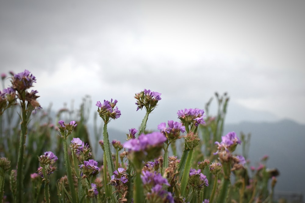 a field of purple flowers with mountains in the background