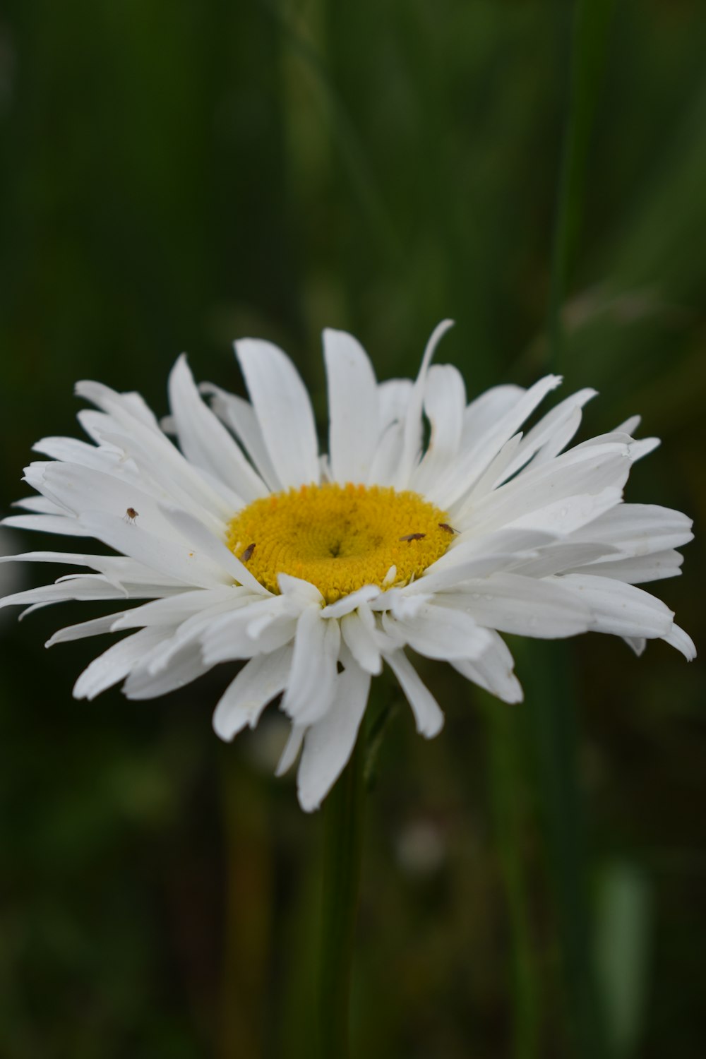 un primo piano di un fiore bianco con un centro giallo