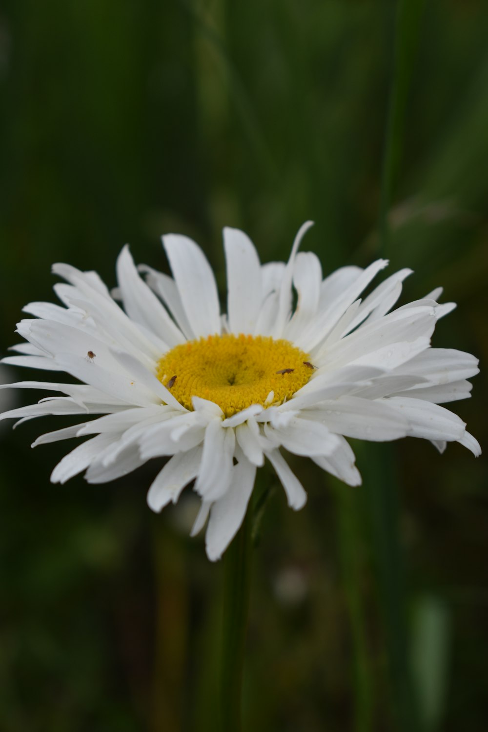 a close up of a white flower with a yellow center