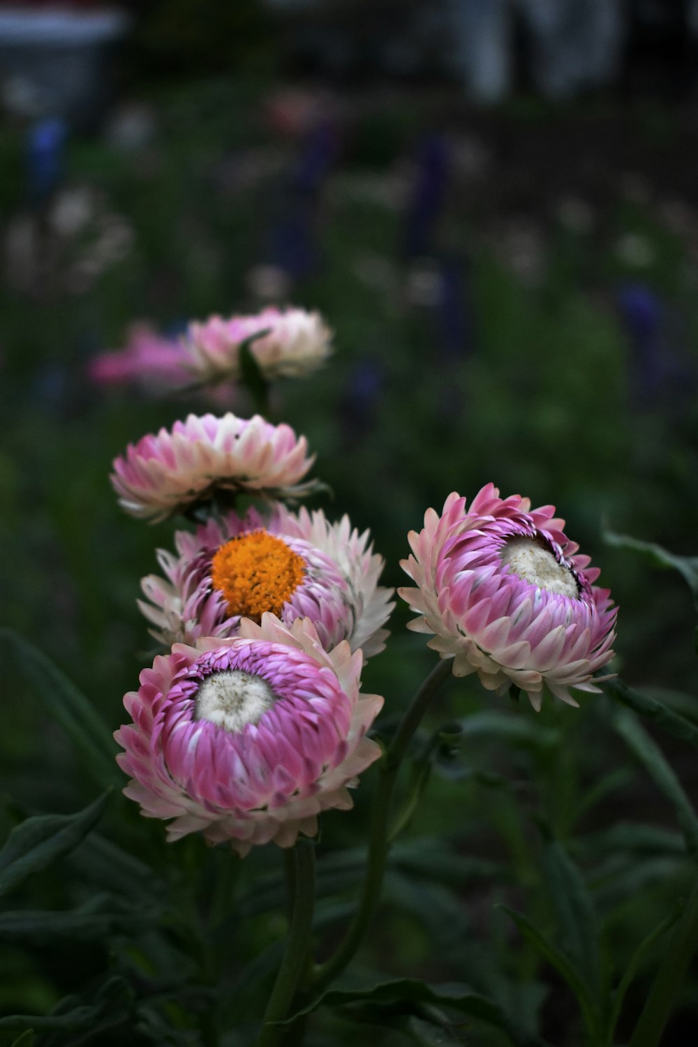 a bunch of flowers that are in the grass