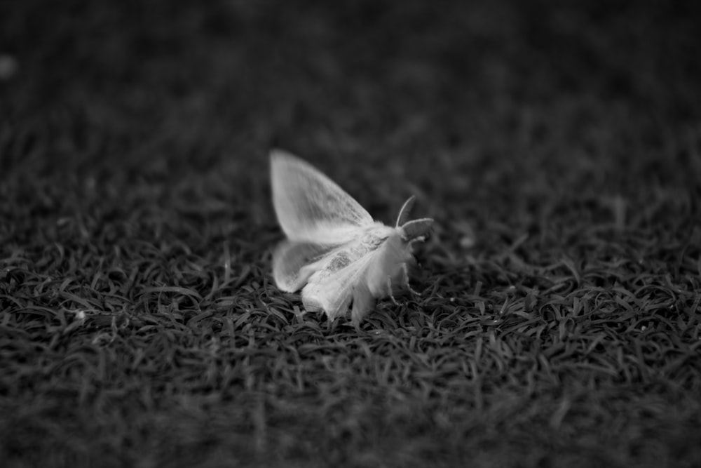 a small white moth sitting on the ground
