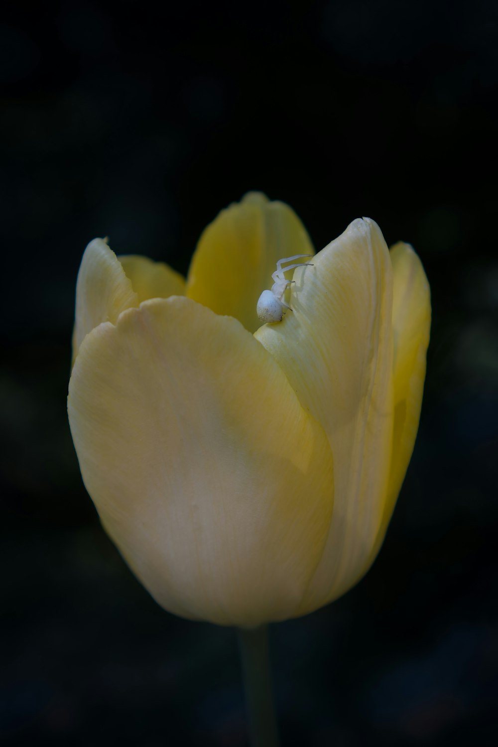 Un singolo tulipano giallo con uno sfondo nero