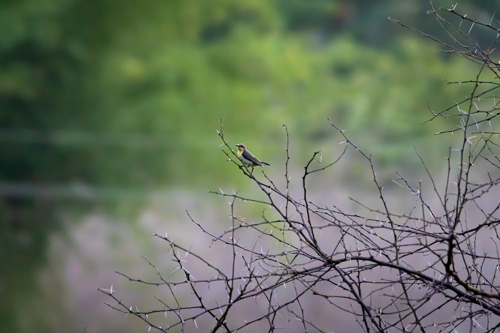 a small bird perched on top of a tree branch