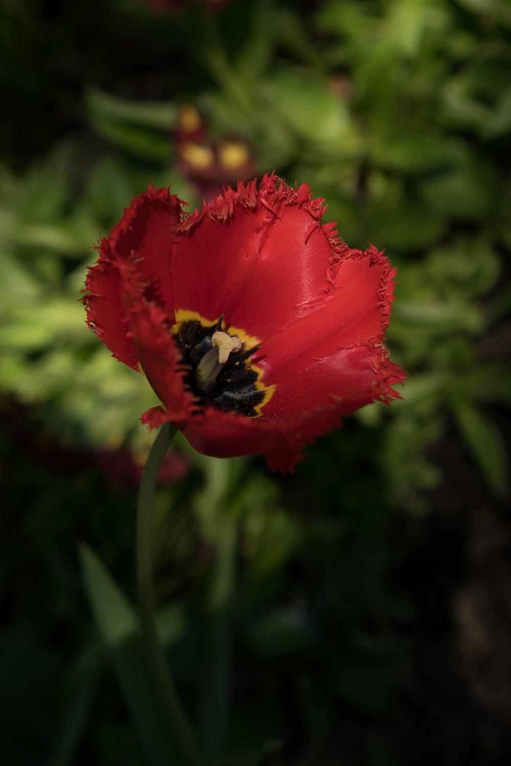 a red flower with a bee inside of it