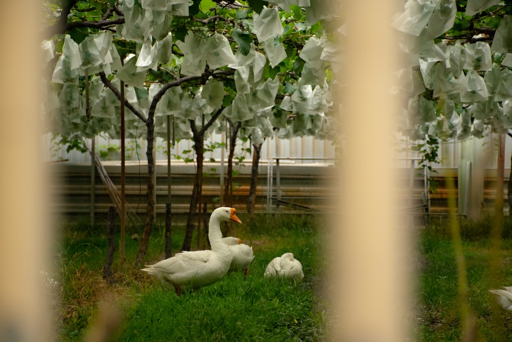 a couple of white ducks sitting on top of a lush green field