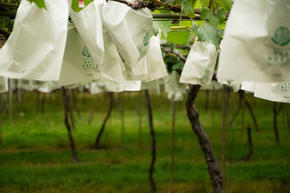 a bunch of bags hanging from a tree