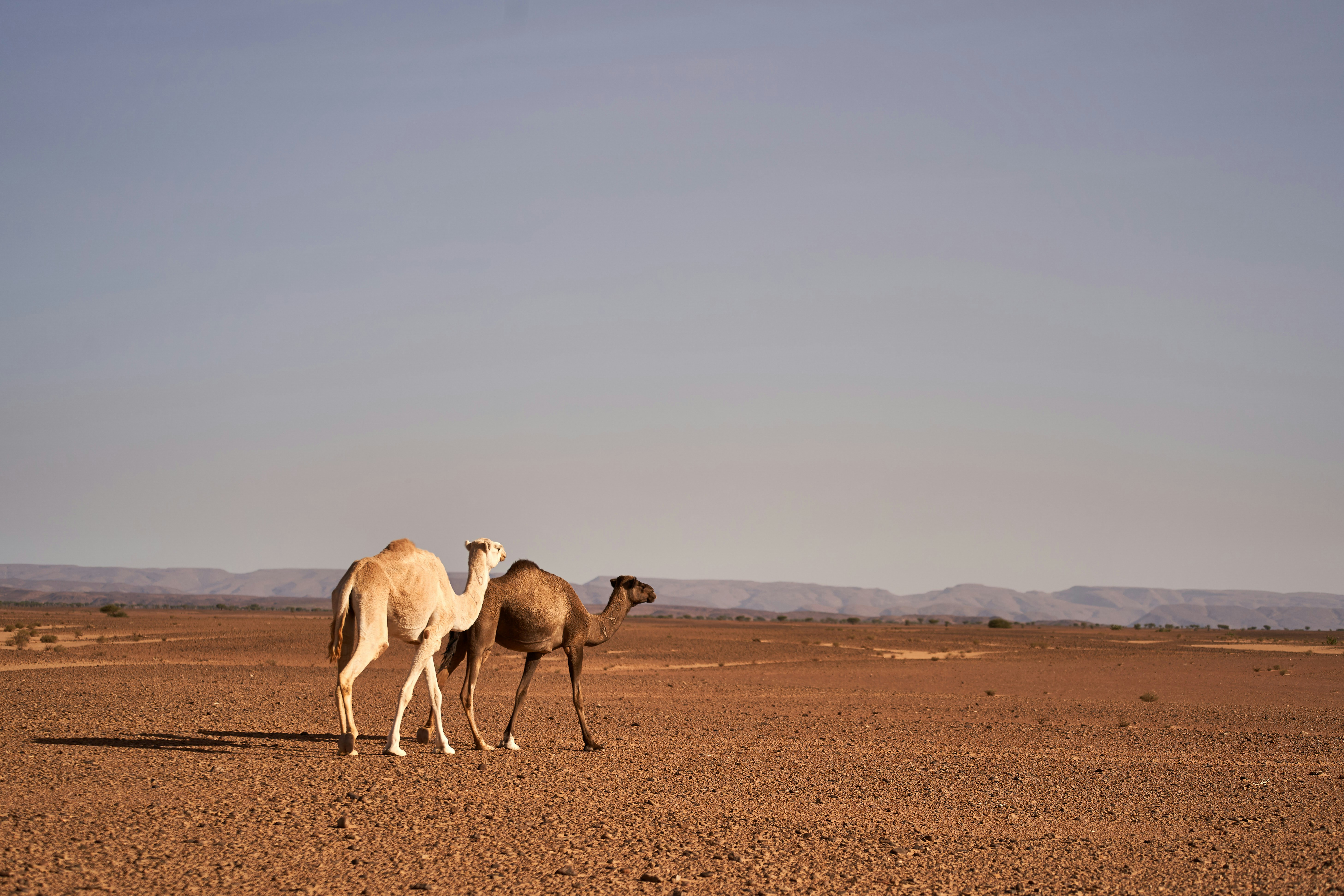 Photo by wolfgang_hasselmann