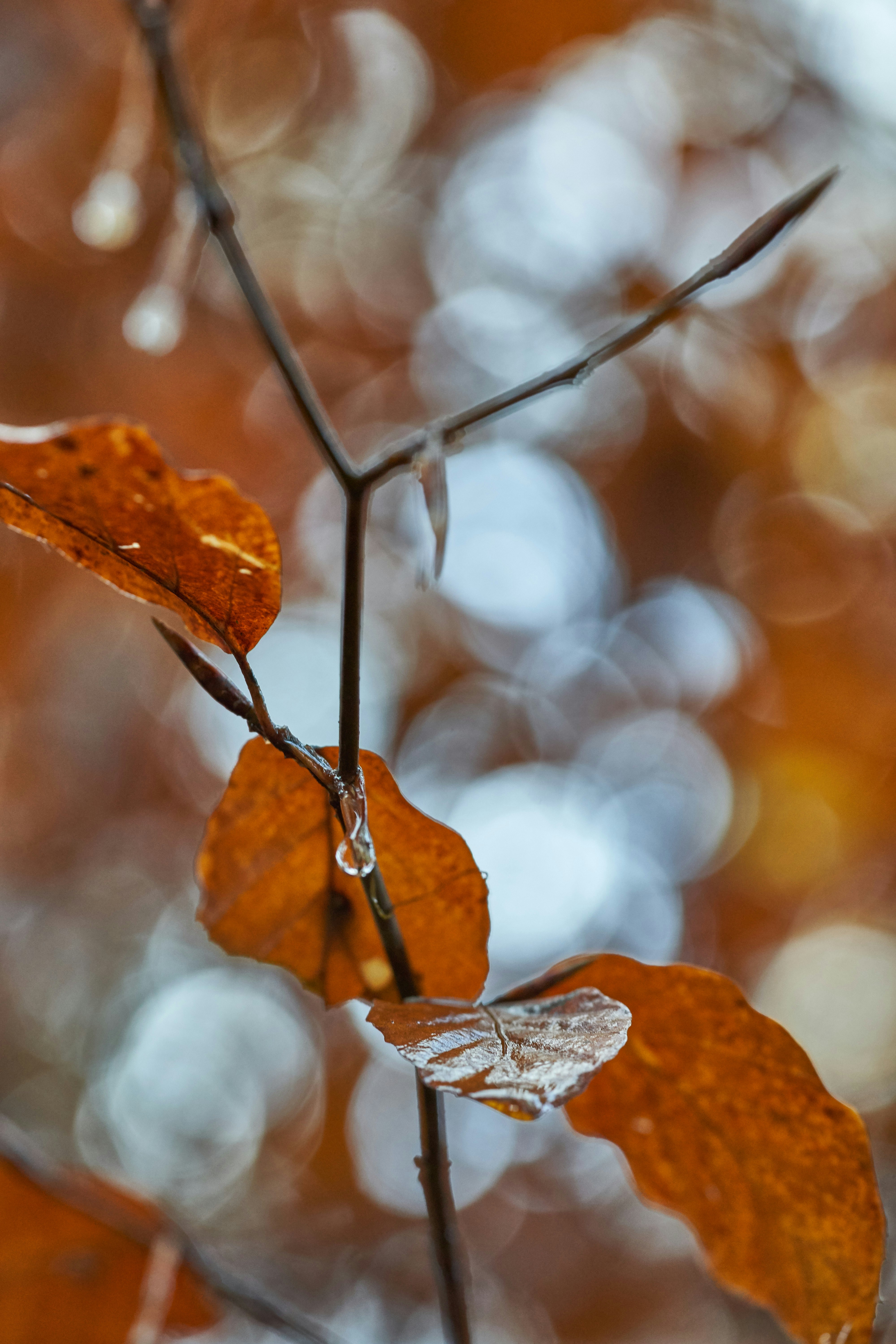 Photo by wolfgang_hasselmann