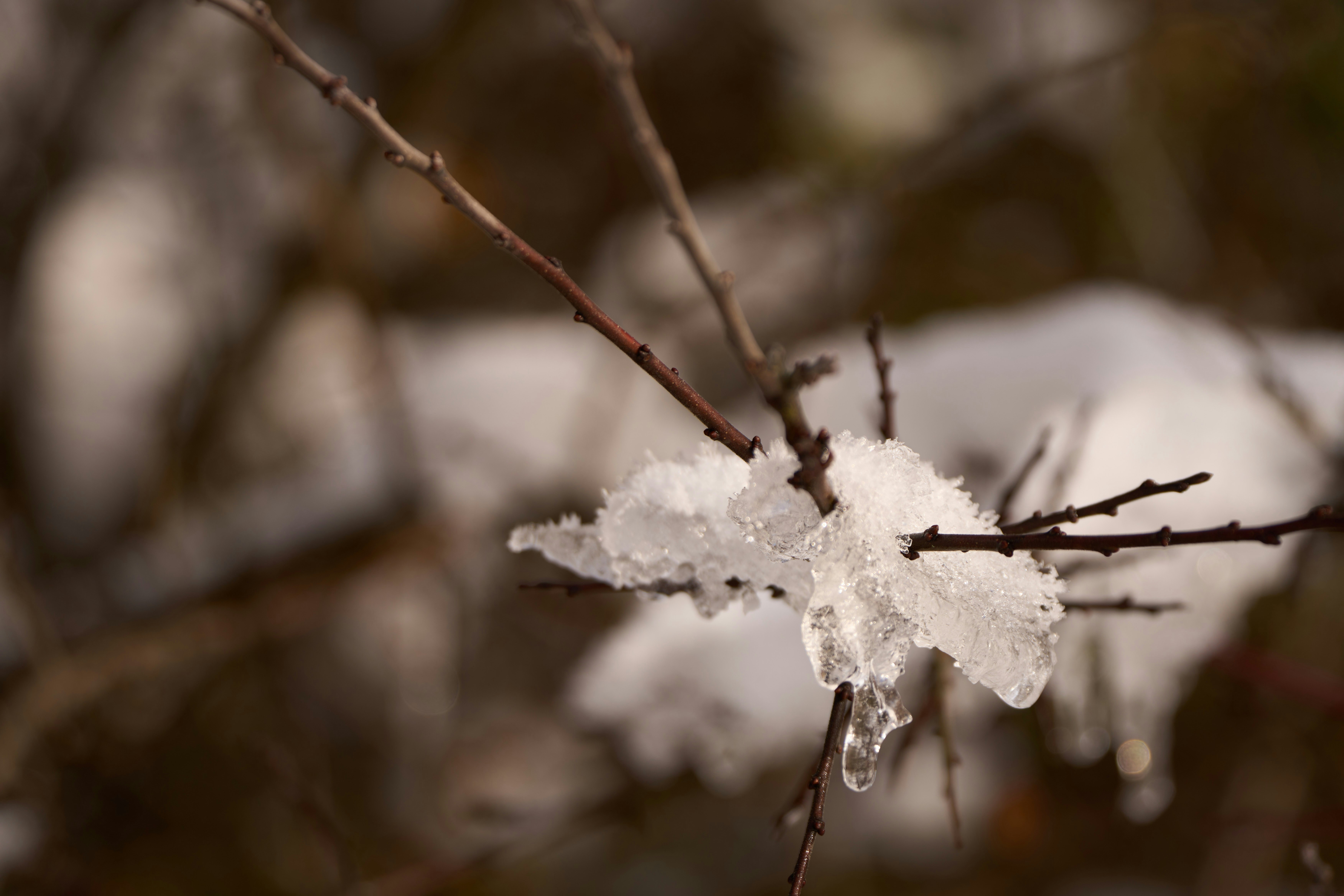 Photo by wolfgang_hasselmann