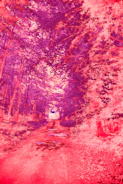 Fantasy forest with glowing plants and a path leading into the unknown.