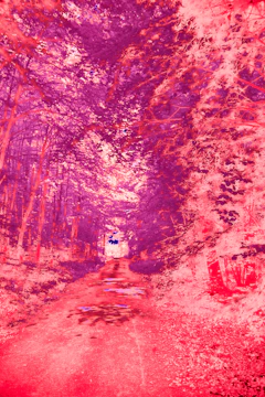 Fantasy forest with glowing plants and a path leading into the unknown.