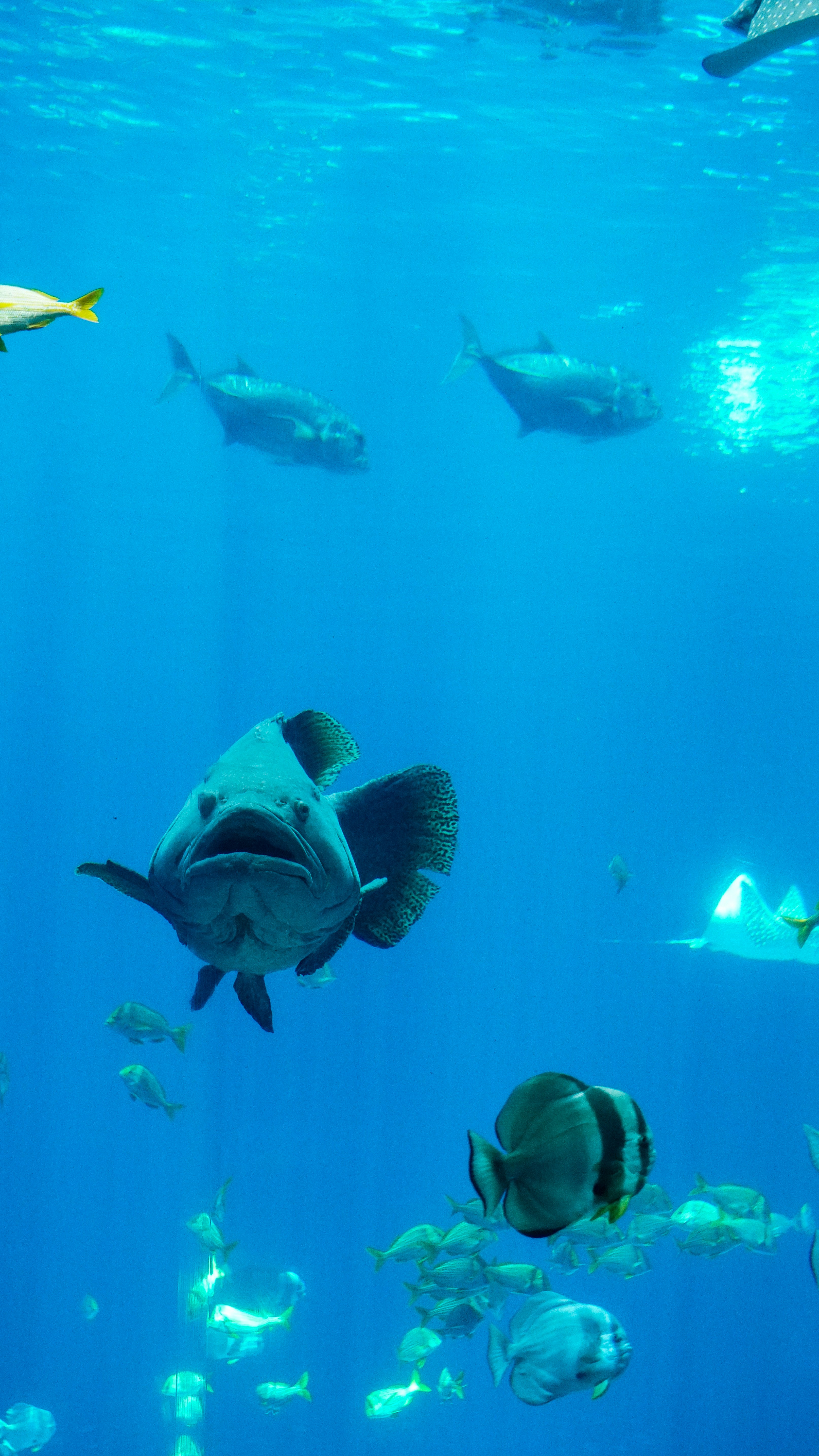 The Underwater Economy: Small Fish and Big Fish Dynamics