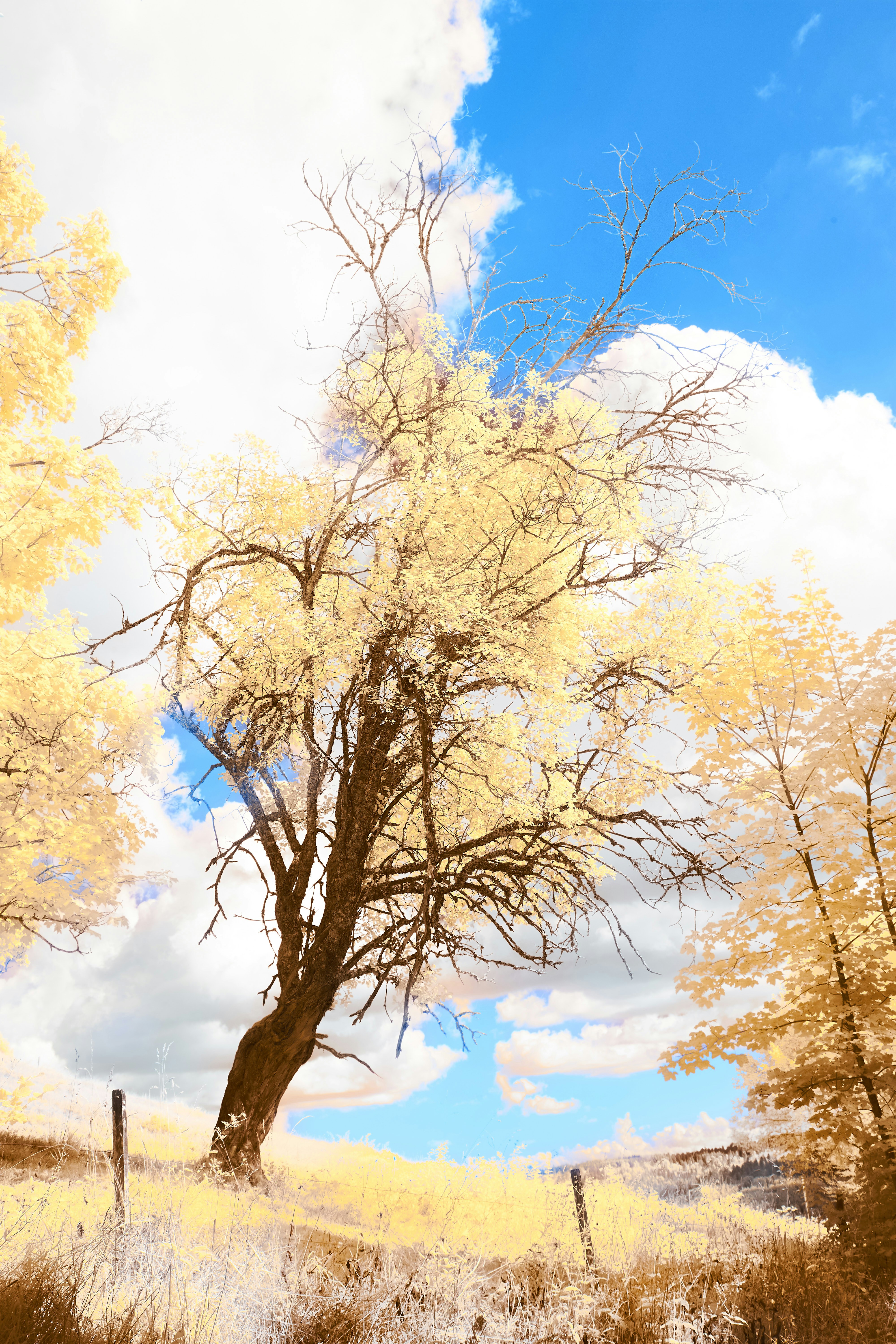 Photo by wolfgang_hasselmann