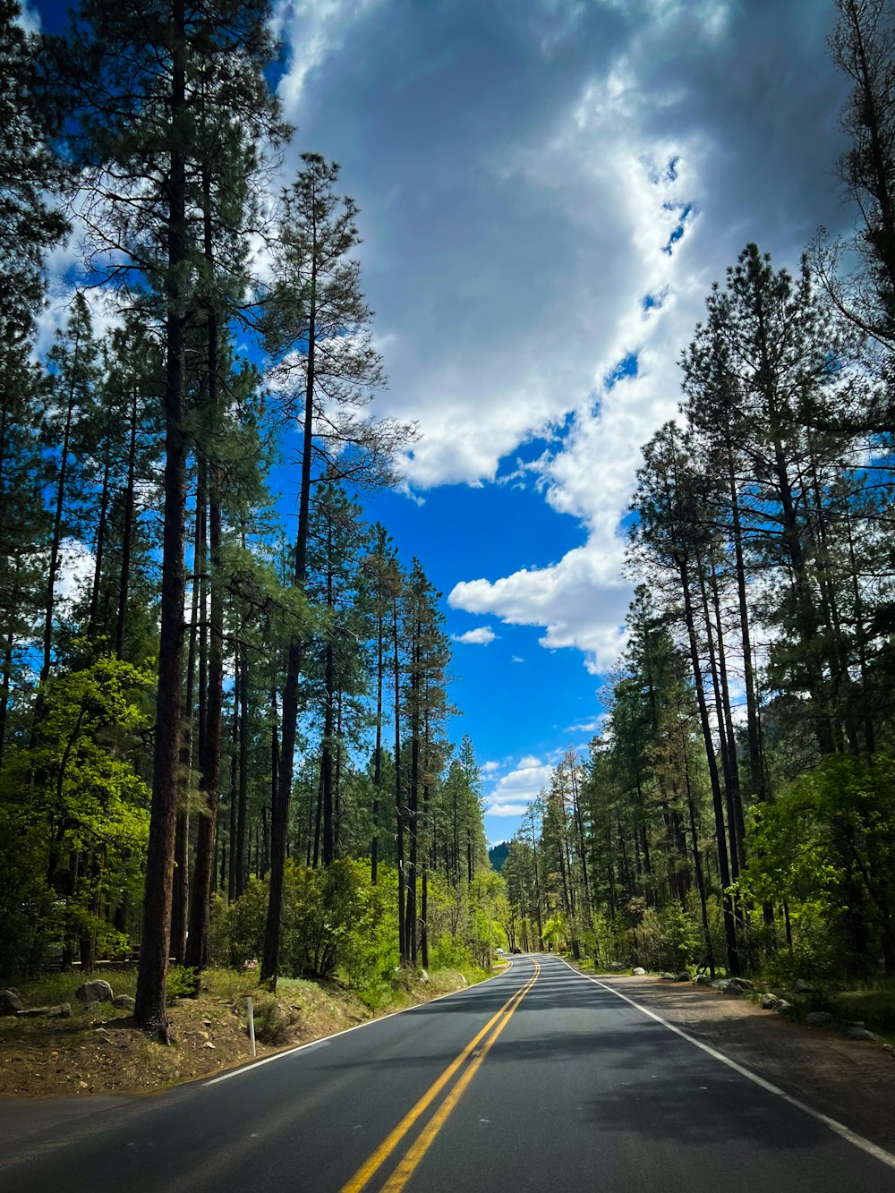 Blick auf eine Straße mitten im Wald