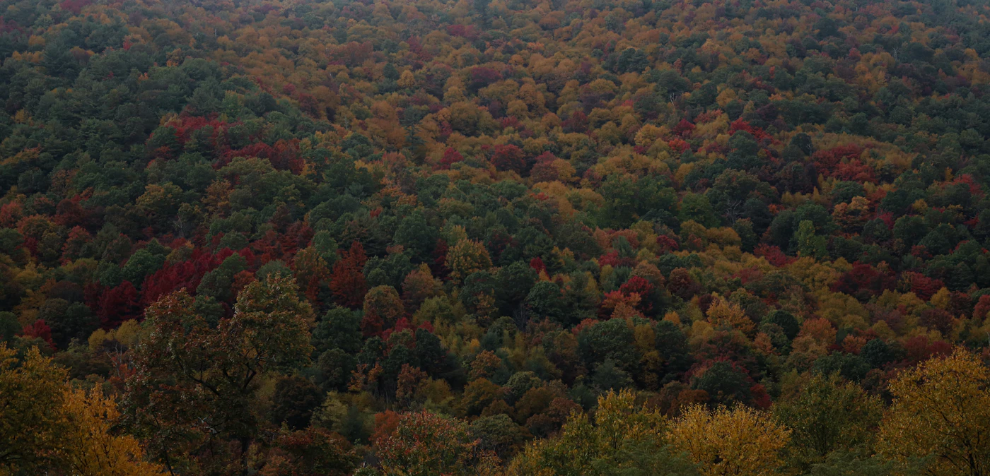 Aerial view of a forest covered in autumn colors