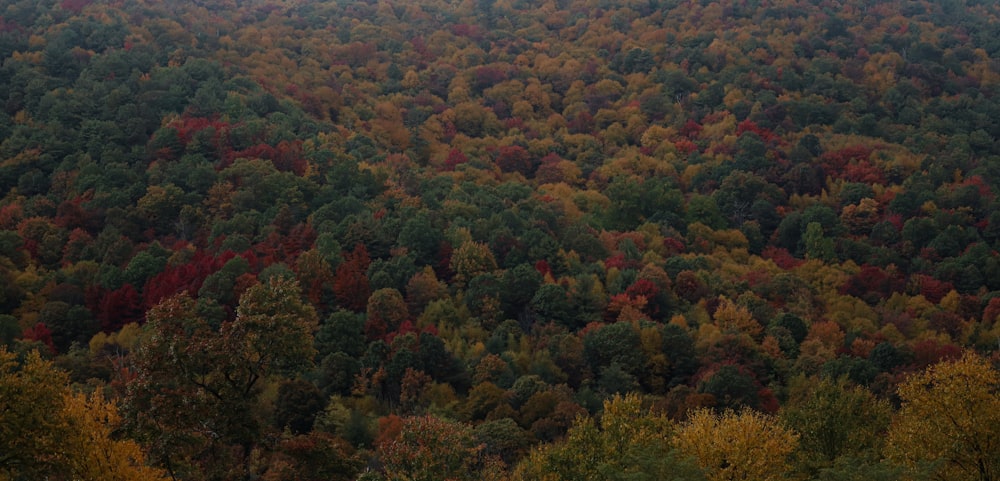 a forest filled with lots of trees covered in fall colors