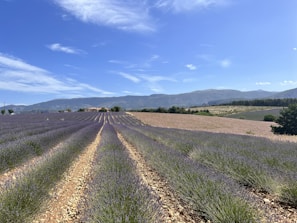 Traditional Bulgarian rose fields in full bloom, stretching to the horizon.