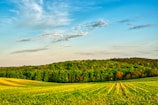 A scenic view of a lush green field with seedlings sprouting in neatly organized rows, bordered by a dense forest. The sky overhead is bright with patches of clouds, enhancing the vibrant atmosphere.
