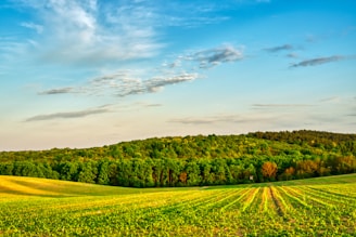 Researchers planting trees in a community reforestation project under a bright sky.