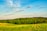 A happy farmer holding fresh seedlings in a lush green field under a bright sky.
