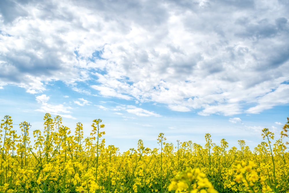 Un champ plein de fleurs jaunes sous un ciel nuageux