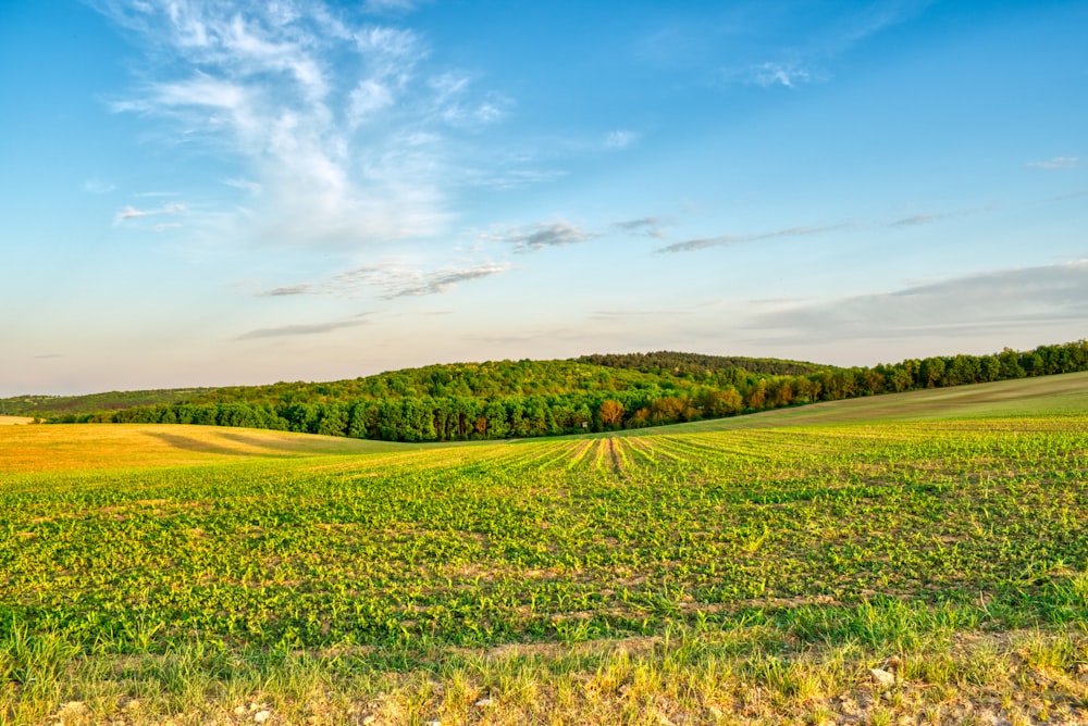 a green field with trees in the distance