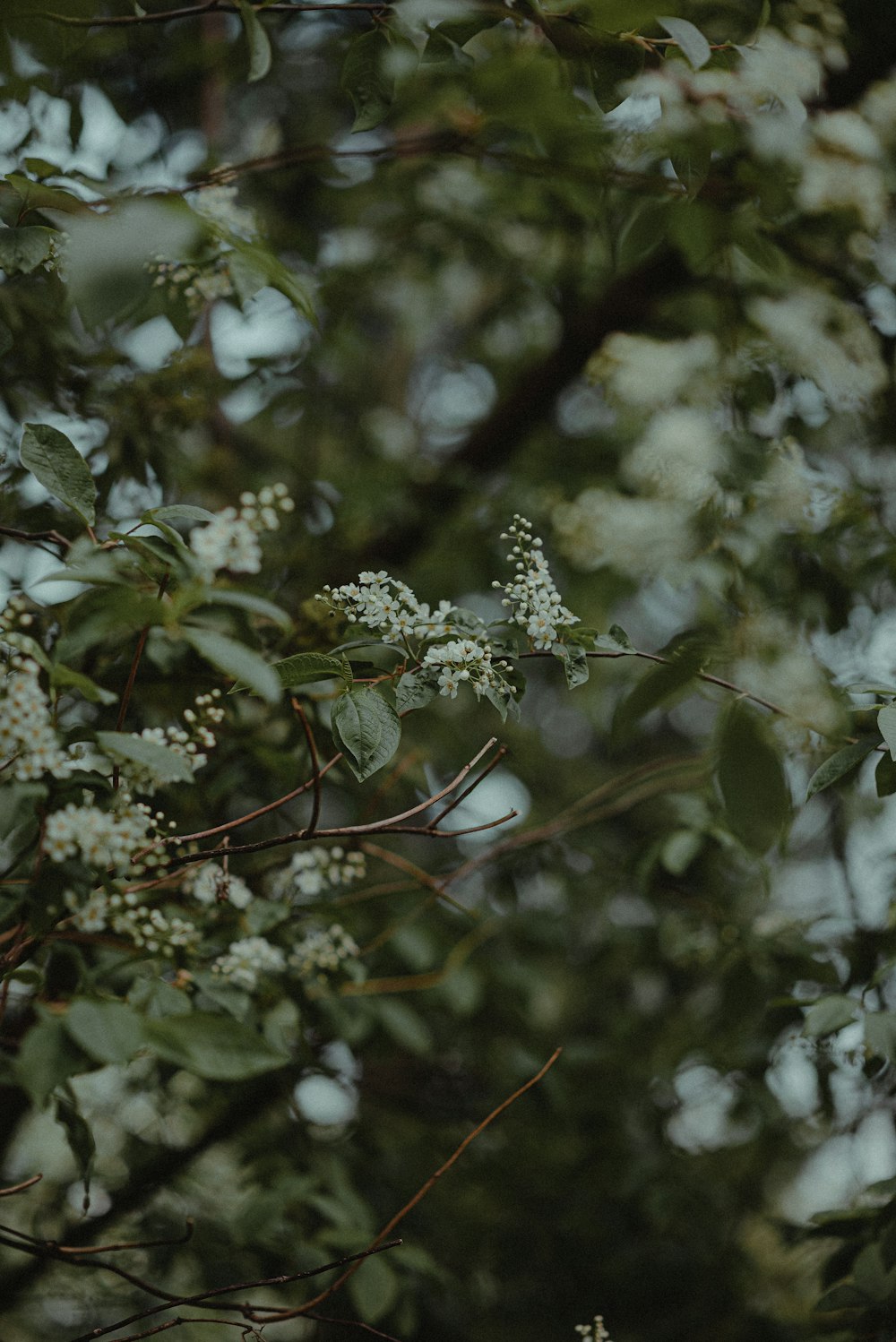 a bird sitting on a branch of a tree