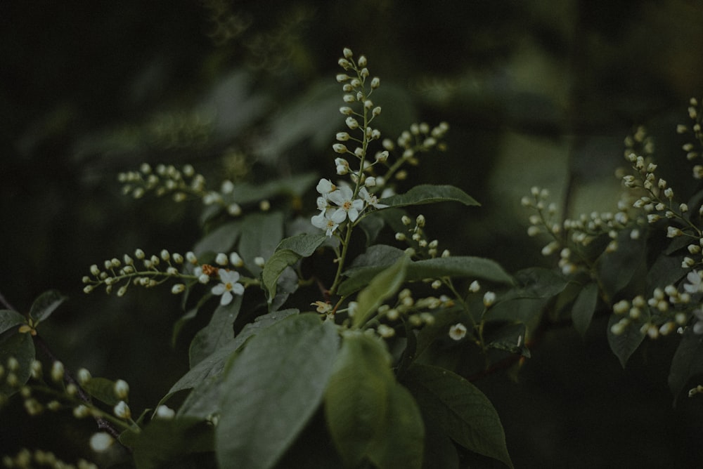 a close up of a tree with white flowers